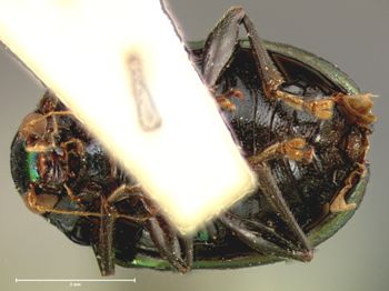 Media type: image; Entomology 17326   Aspect: habitus ventral view